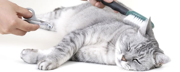 Cat Grooming Brisbane
